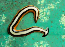 hammerhead flatworm 