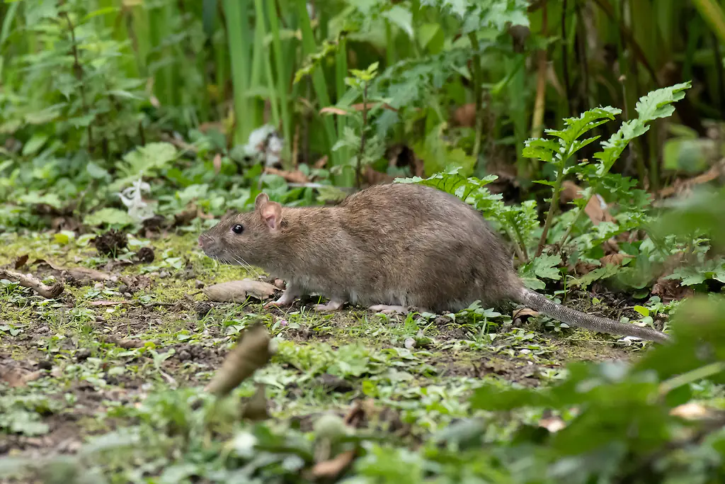 Hantavirus is a group of viruses carried by rodents. Credit: Alan Tunnicliffe Photography / Getty
