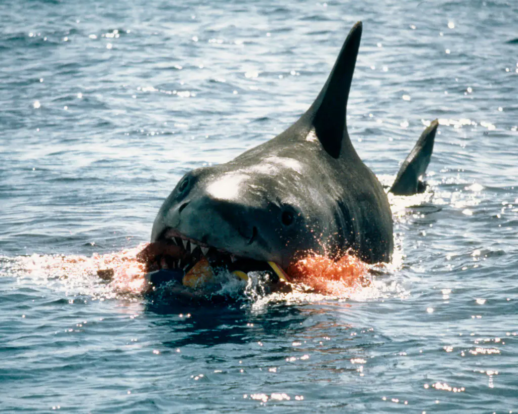 Jaws child star reveals staggering amount he earns from movie 50 years on despite hardly being in it
