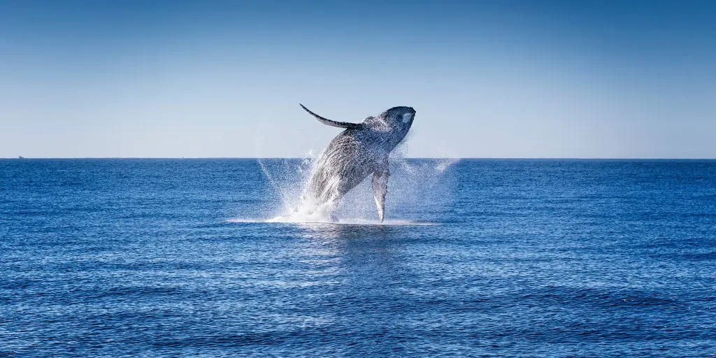 Fishermen are tossed into the sea after breaching whale dramatically smashes into their boat