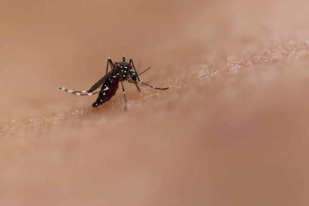 Chikungunya virus: How bad is the outbreak in China and could it spread to the US?