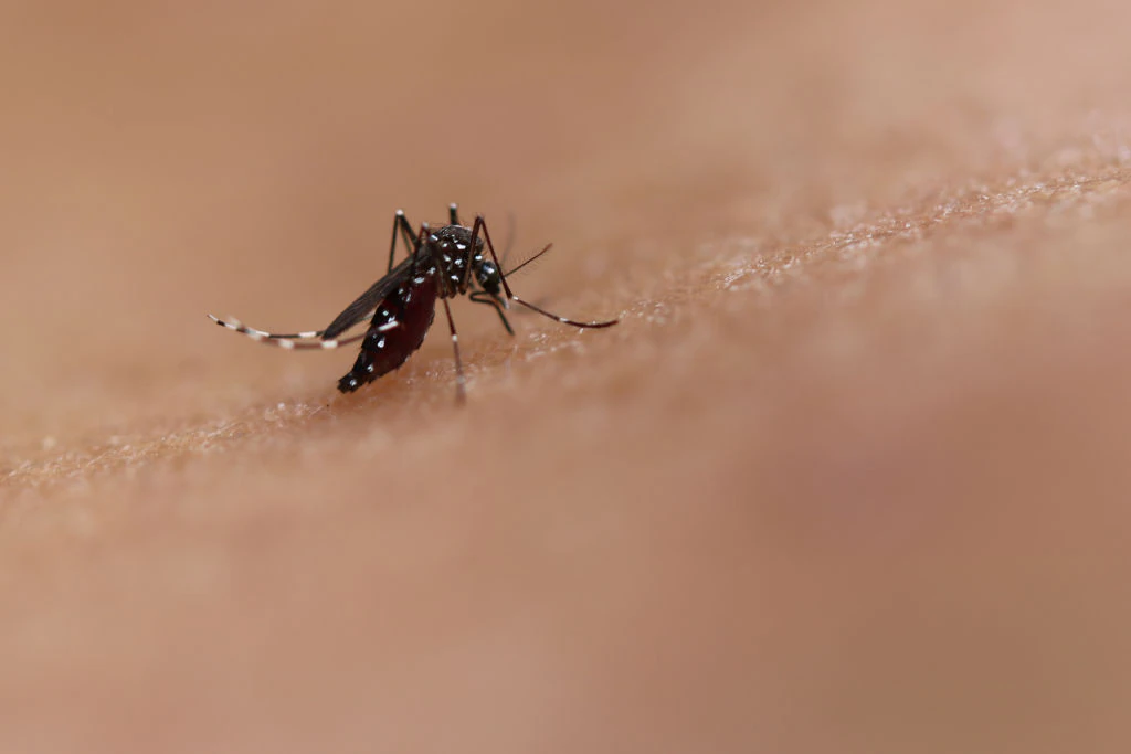 Chikungunya virus: How bad is the outbreak in China and could it spread to the US?
