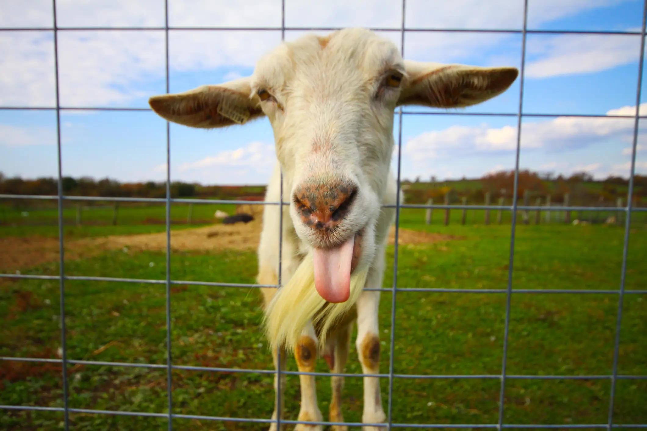 Credit: Deanna Wrubleski/Getty