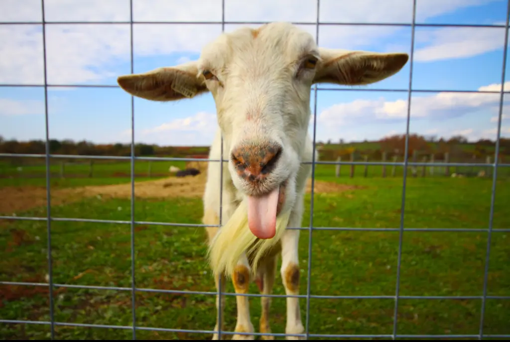 Credit: Deanna Wrubleski/Getty