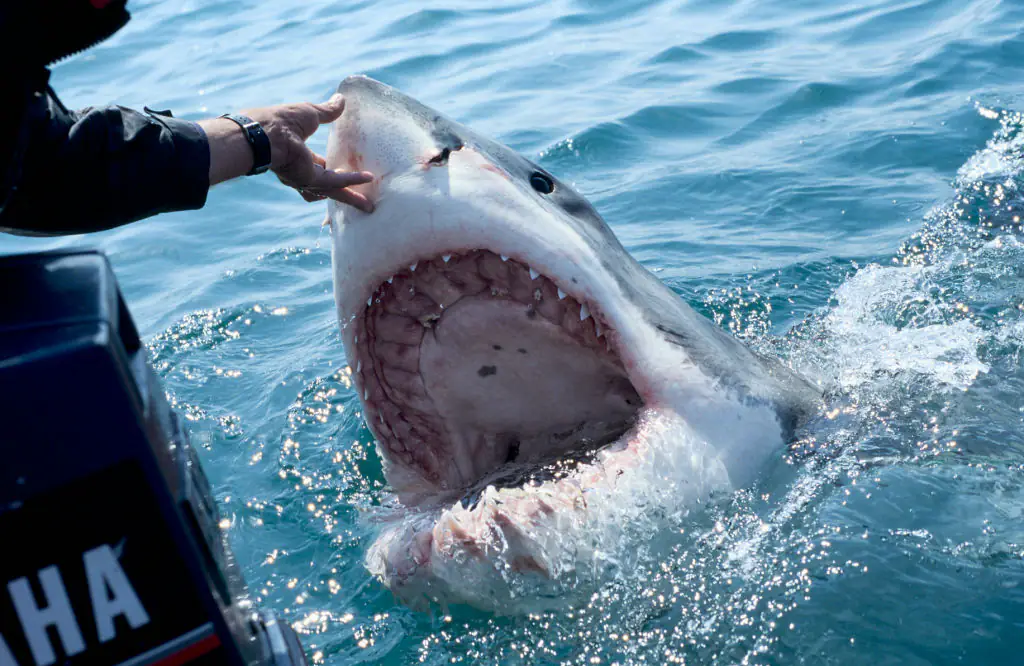 'Contender' is the largest great white shark ever recorded. Credit: Alexis Rosenfeld/Getty Images.