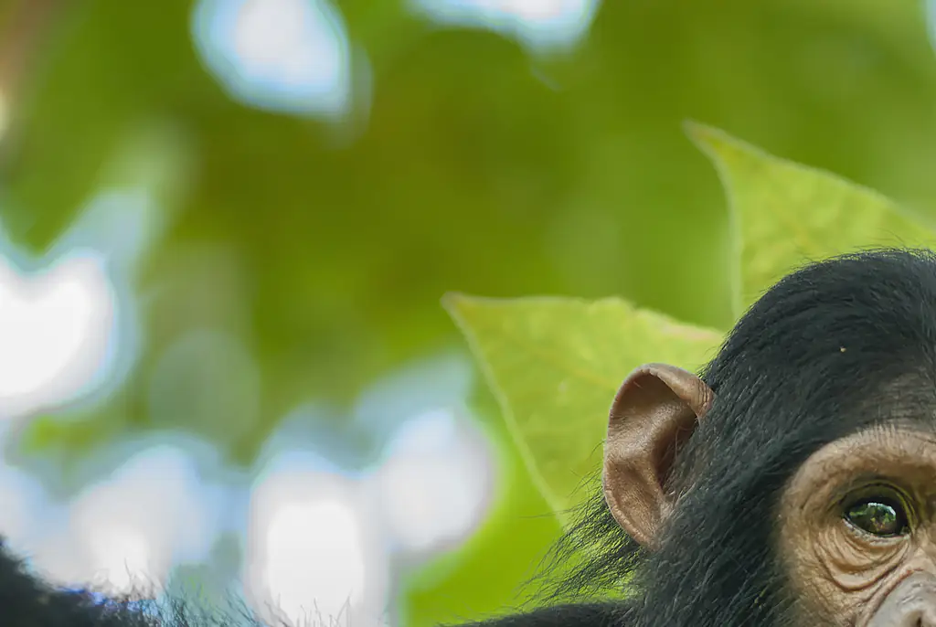 A famous tool-using chimpanzee ripped a baby from her mother's arms and butchered her. Credit: Guenterguni / Getty