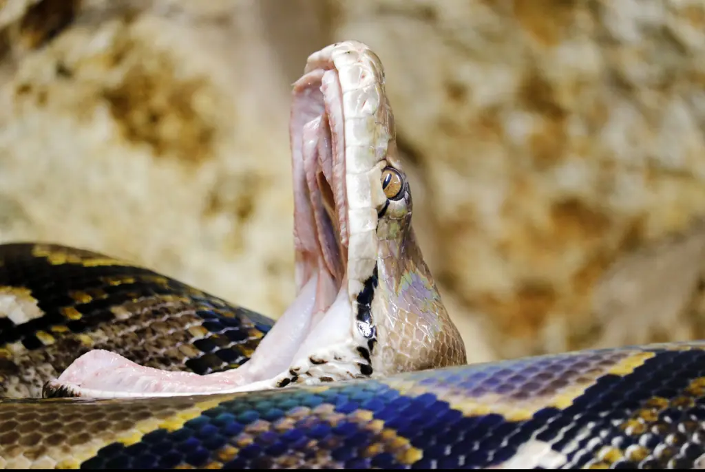 Pythons swallow their victims whole due to their expanding mouths. Credit: Christophe Lehenaff/Getty