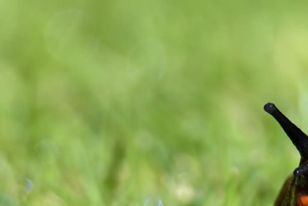 Terrifying simulation shows what happened to a teenager who was dared to eat a live slug