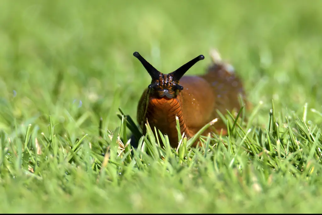 Terrifying simulation shows what happened to a teenager who was dared to eat a live slug