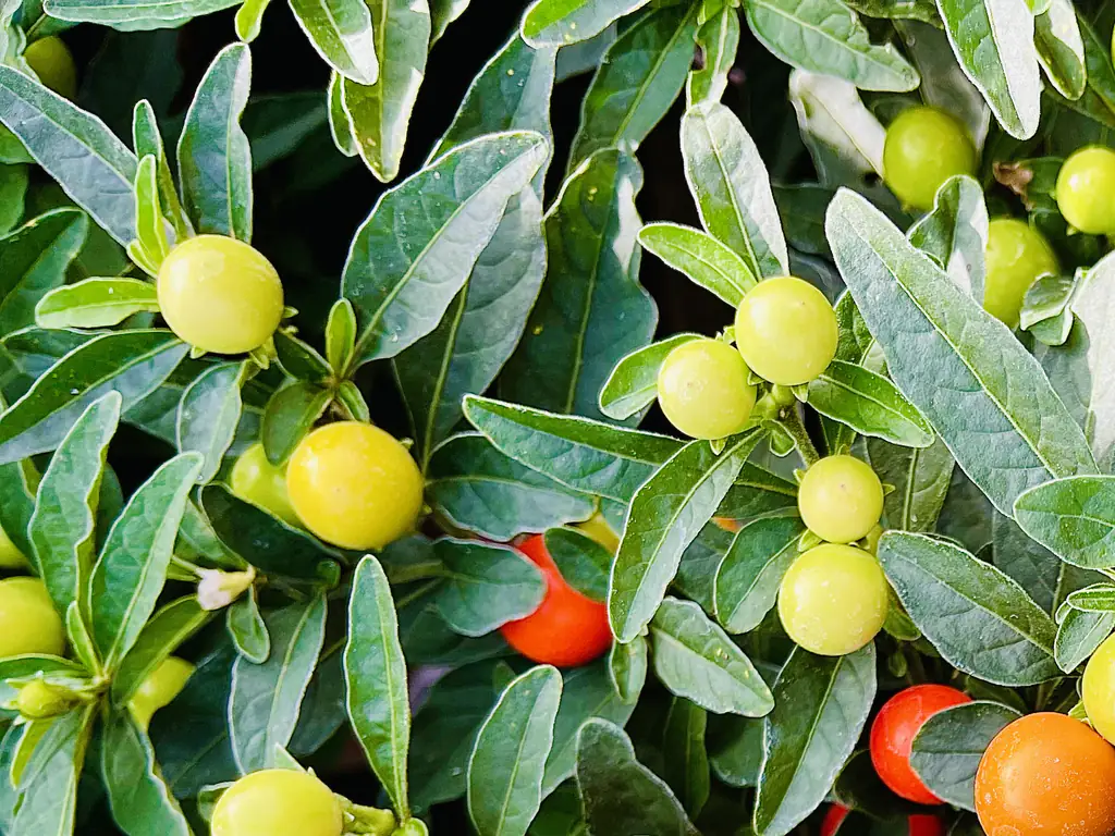 The Jerusalem Cherry can be poisonous when consumed. Credit: Raj Kamal/Getty