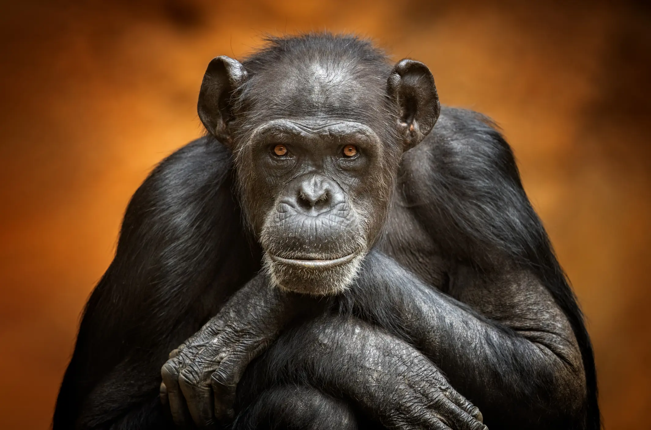 Chimpanzees can be extremely dangerous. Credit: Andyworks / Getty Images.