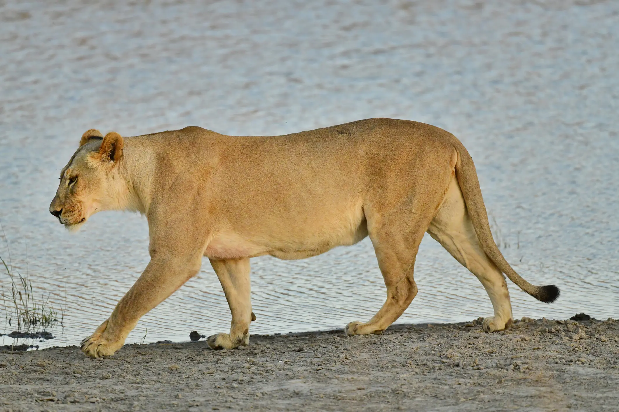 A lion savagely killed a zookeeper in Nigeria. Credit: Jeff R Clow/Getty