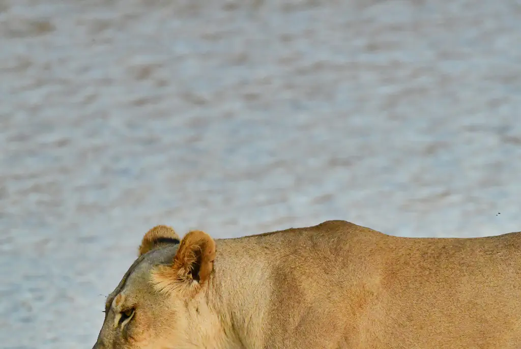 A lion savagely killed a zookeeper in Nigeria. Credit: Jeff R Clow/Getty