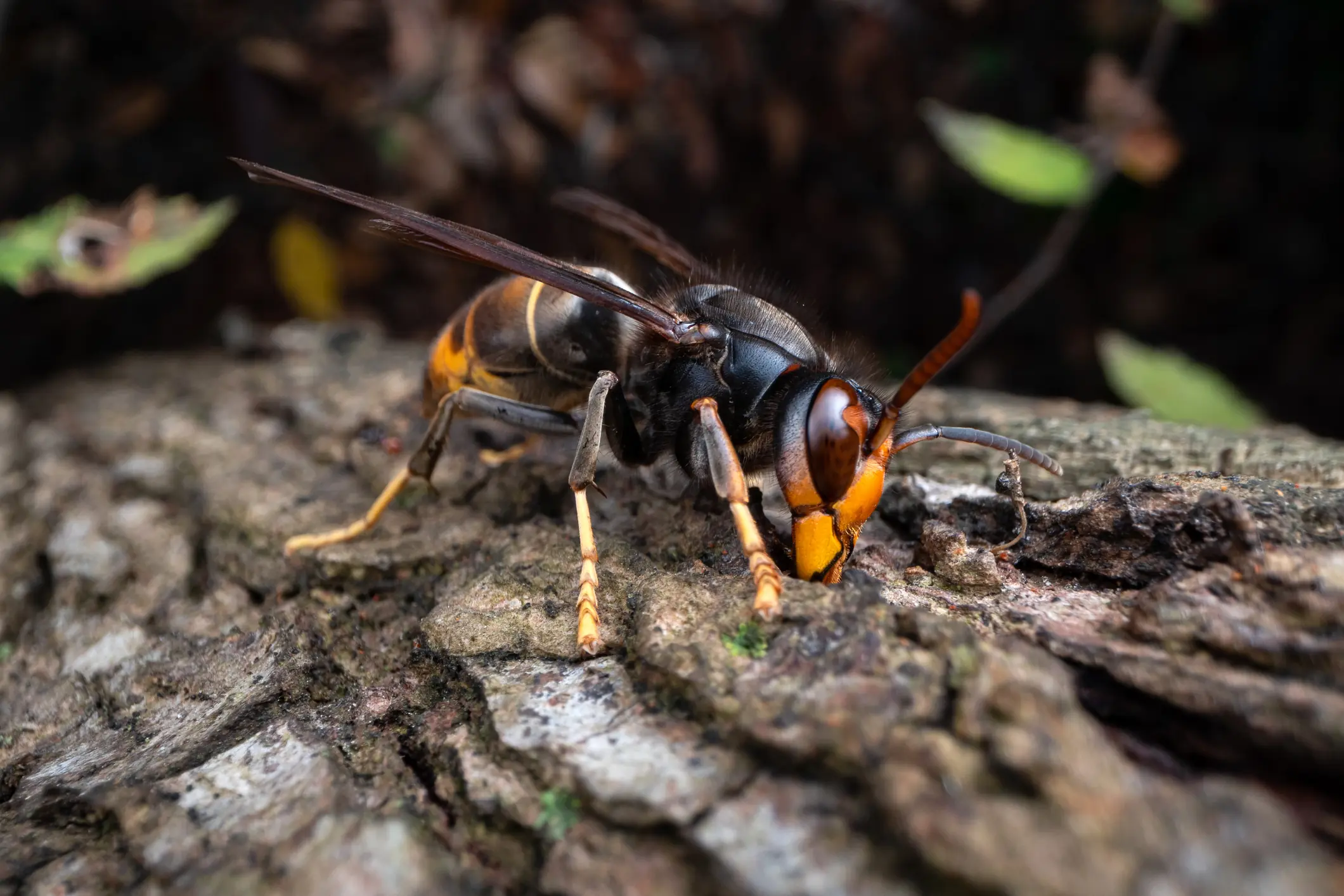 The Asian Giant Hornet can be deadly. Credit: Nicolas Reusens / Getty