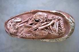 Perfectly preserved dinosaur embryo discovered by scientists
