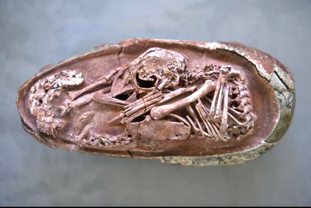 Perfectly preserved dinosaur embryo discovered by scientists