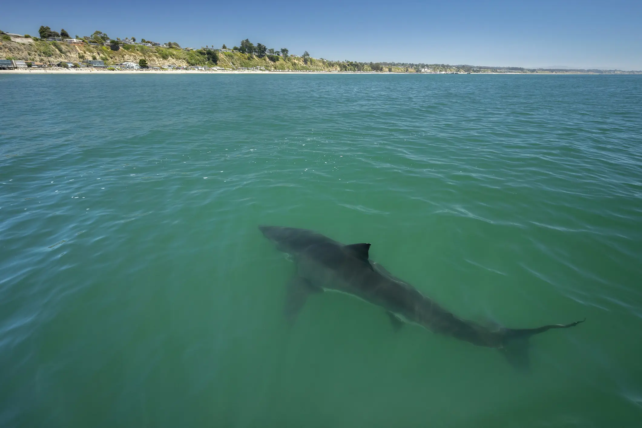 Credit: Chase Dekker Wild-Life Images / Getty