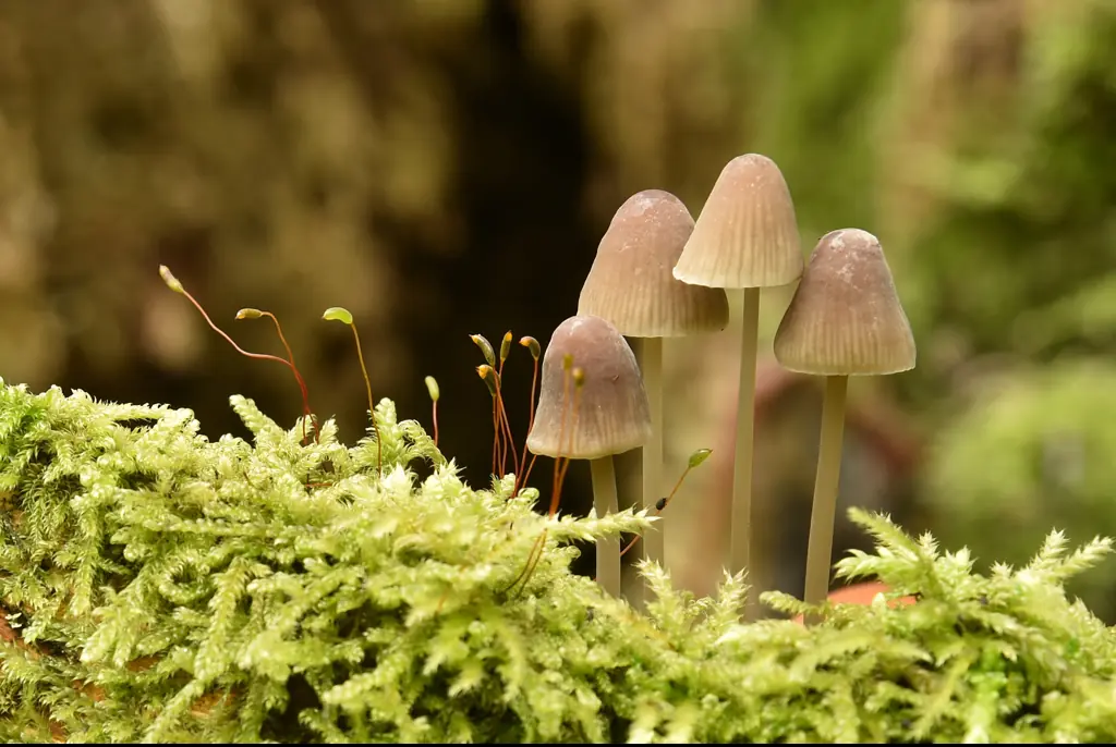 Man reportedly amputated penis with an axe after eating psychedelic mushrooms