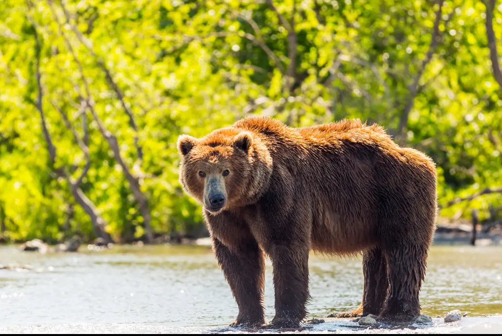 Credit: Victoria Chekalina / 500px / Getty