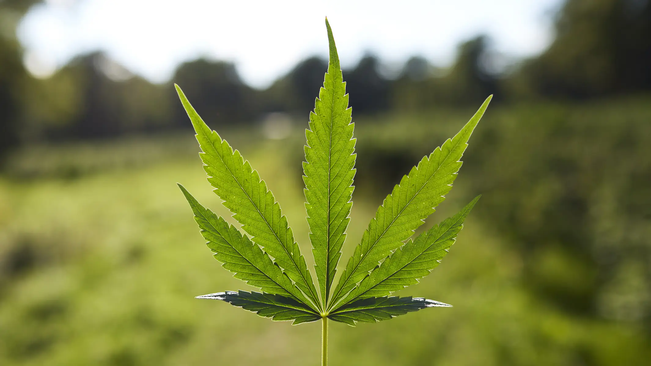 The drug is now considered less severe. Credit: Morsa Images/Getty 