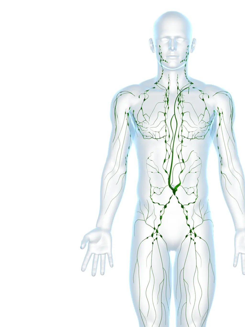 Hodgkin’s lymphoma affects the body's lymphatic system. Credit: SCIEPRO/Getty