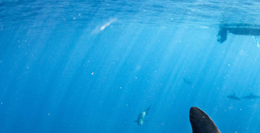 Chilling diary entry as couple were left behind in shark-infested waters after being forgotten about