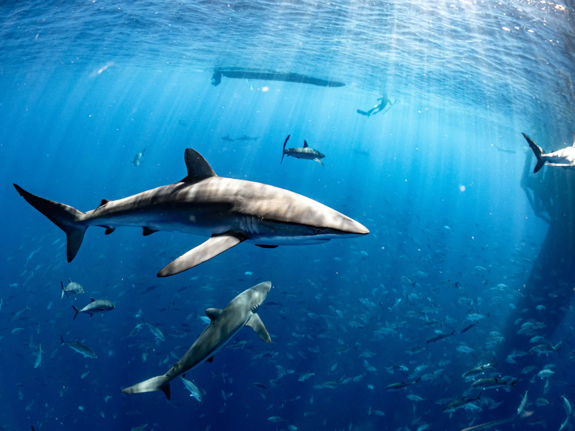 Chilling diary entry as couple were left behind in shark-infested waters after being forgotten about
