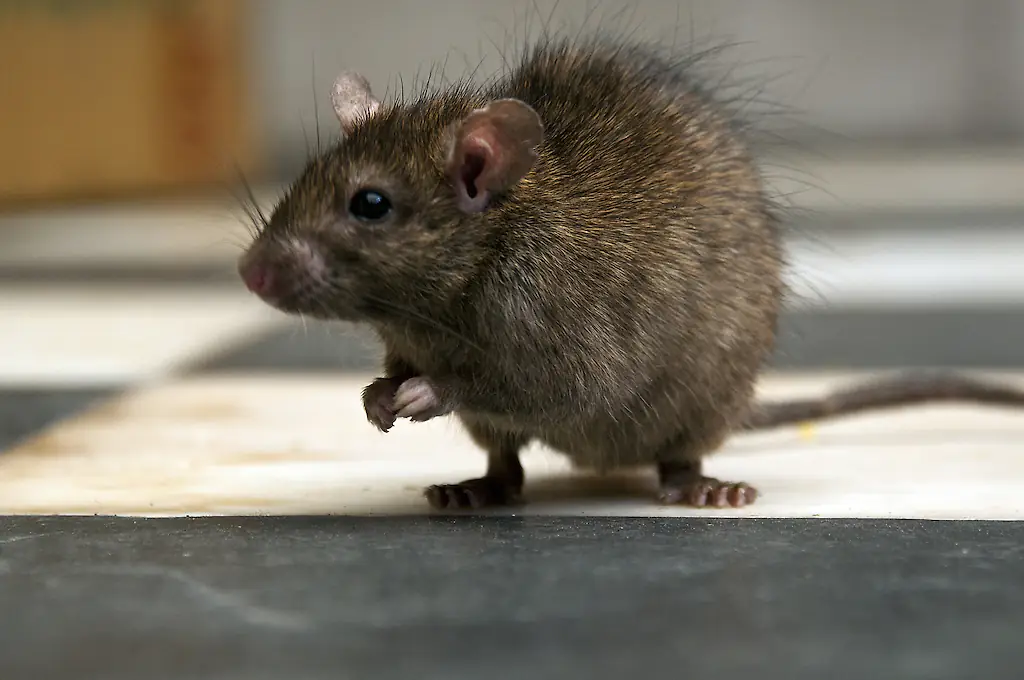 Rats and mice are common in homes but can cause serious health issues. Credit: Alexander W Helin/Getty Images
