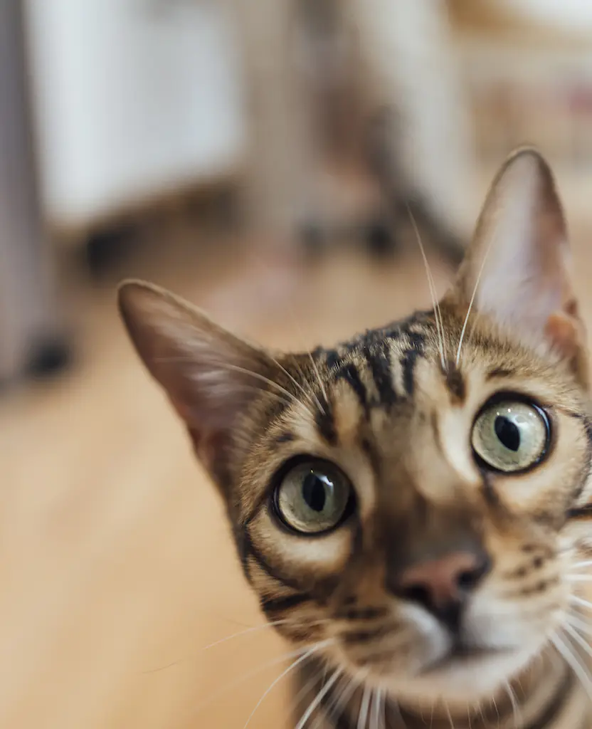 SOPHOS says that Bengal cat enthusiasts have been targeted. Credit: SolStock / Getty