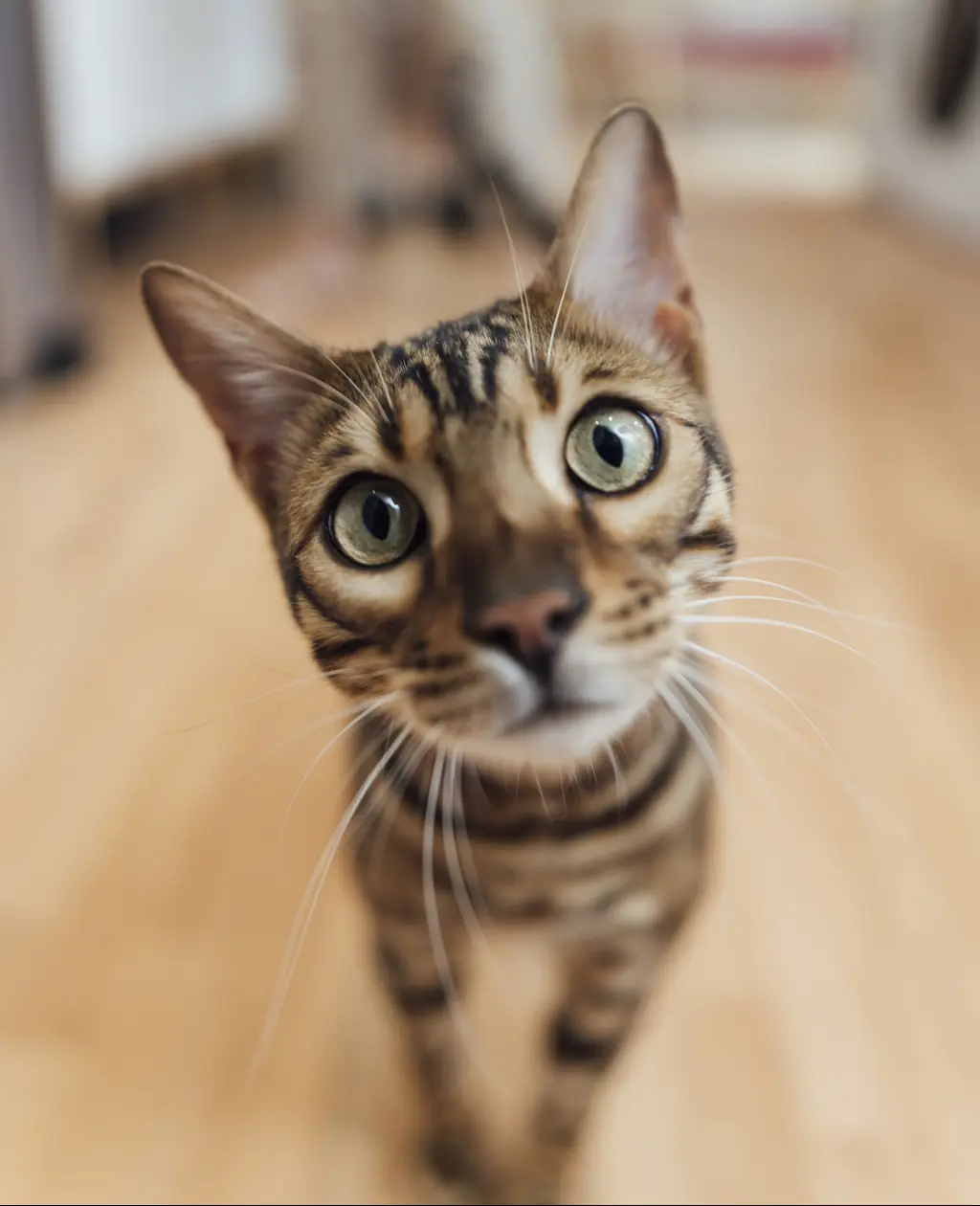 SOPHOS says that Bengal cat enthusiasts have been targeted. Credit: SolStock / Getty
