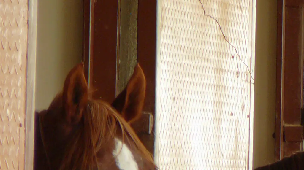 The vet was filmed kicking a horse in the face. Credit: Gregory T. Smith / Getty