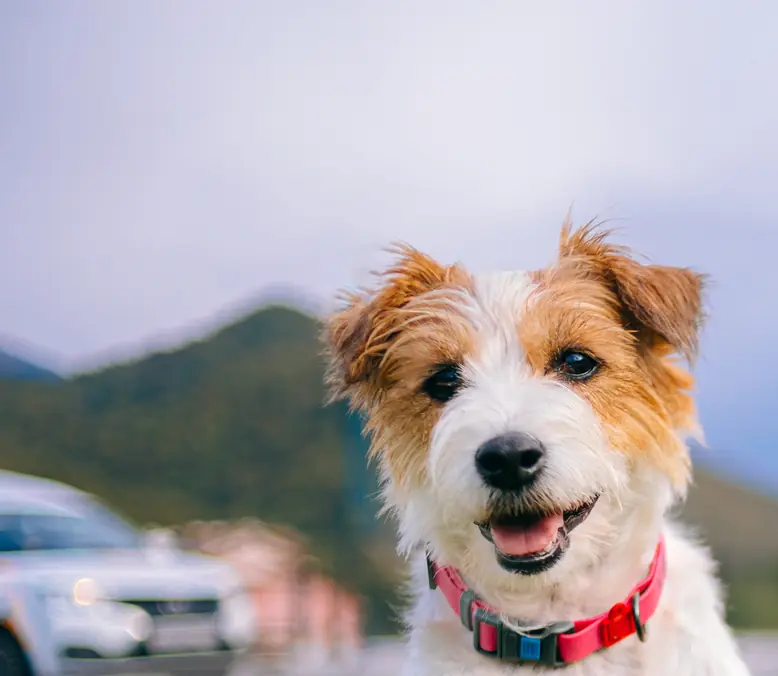 Don't flush your pets poo. Credit: Olga Pankova / Getty