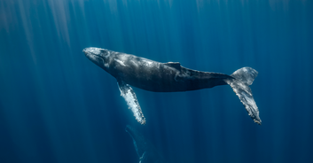 Group of nearly 100 whales gathered in a heart shape before tragedy