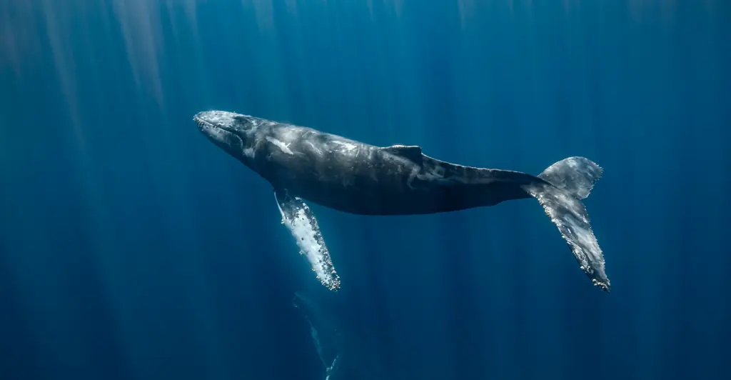 Group of nearly 100 whales gathered in a heart shape before tragedy