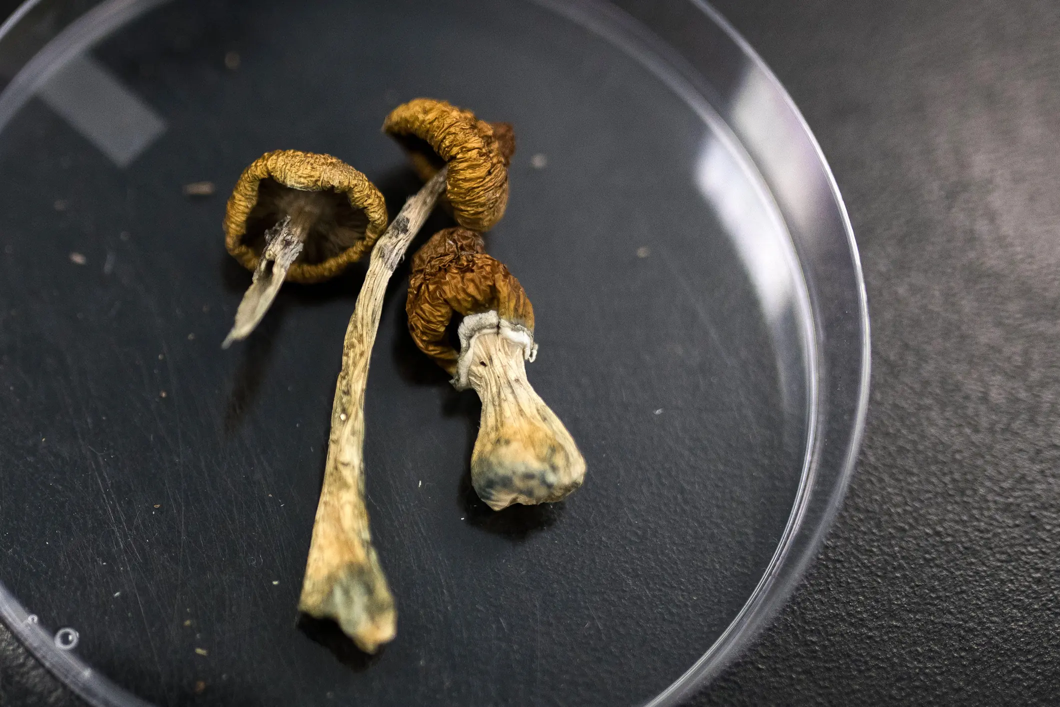 Psilocybe mushrooms. Credit: Bloomberg Creative / Getty