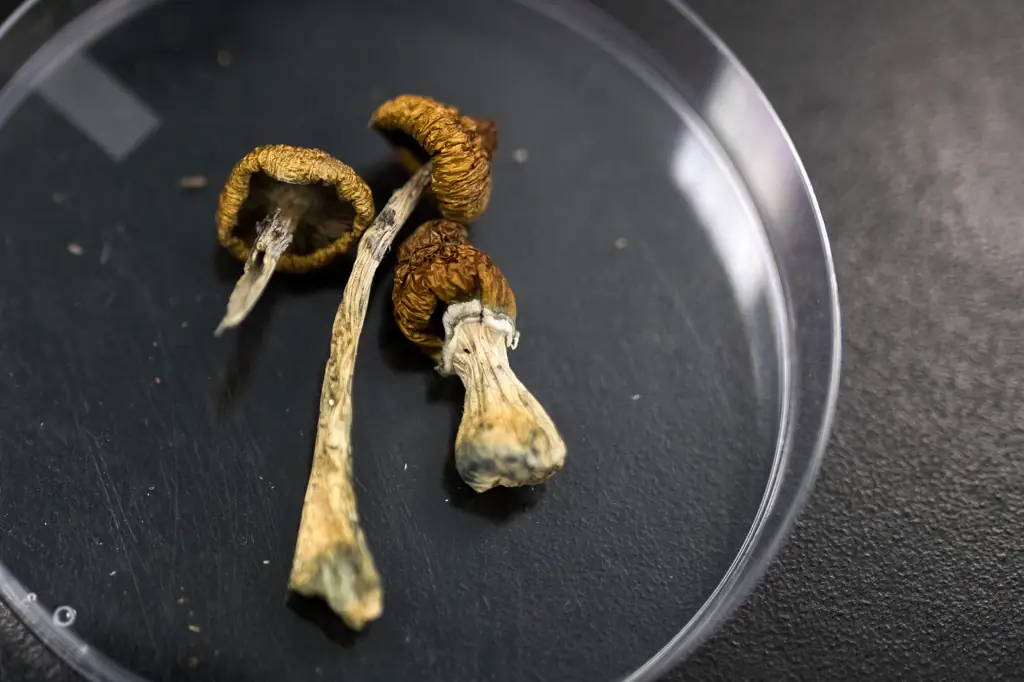 Psilocybe mushrooms can cause significant changes, such as visual distortions, euphoria, and potential physical discomfort. Credit: Bloomberg Creative / Getty