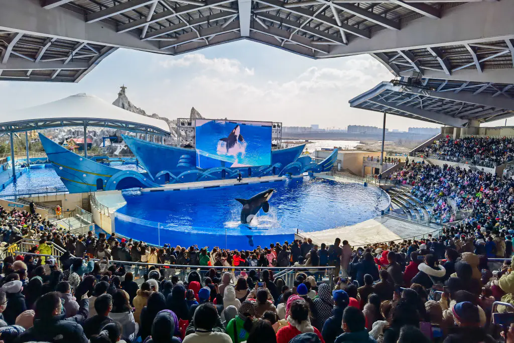 A resurfaced clip shows the moment an orca dragged it's trainer underwater. Credit: Guan Yunan/VCG/Getty
