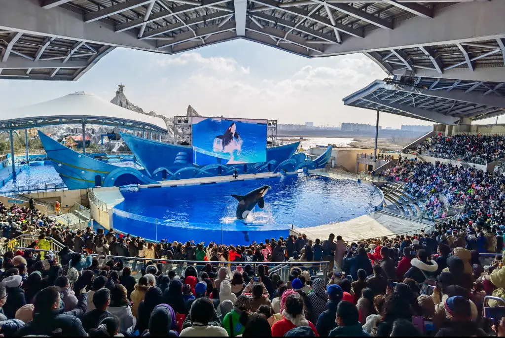 A resurfaced clip shows the moment an orca dragged it's trainer underwater. Credit: Guan Yunan/VCG/Getty
