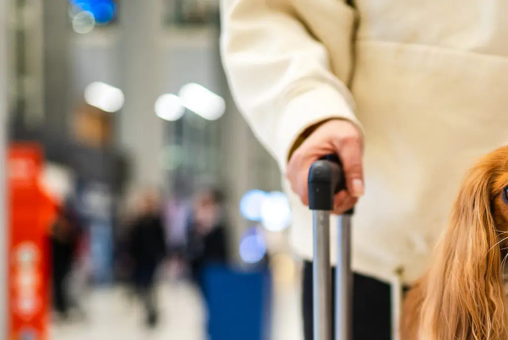 Plane passenger sparks outrage on social media while trying to get airport staff to let her dog fly: 'She literally folded the dog'