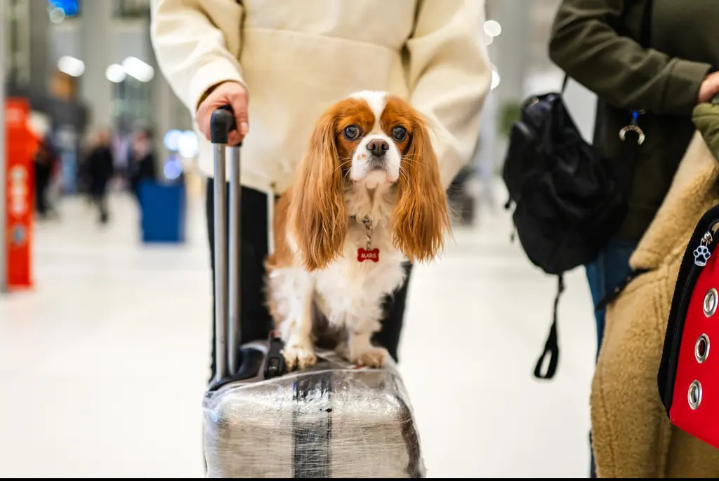 Plane passenger sparks outrage on social media while trying to get airport staff to let her dog fly: 'She literally folded the dog'