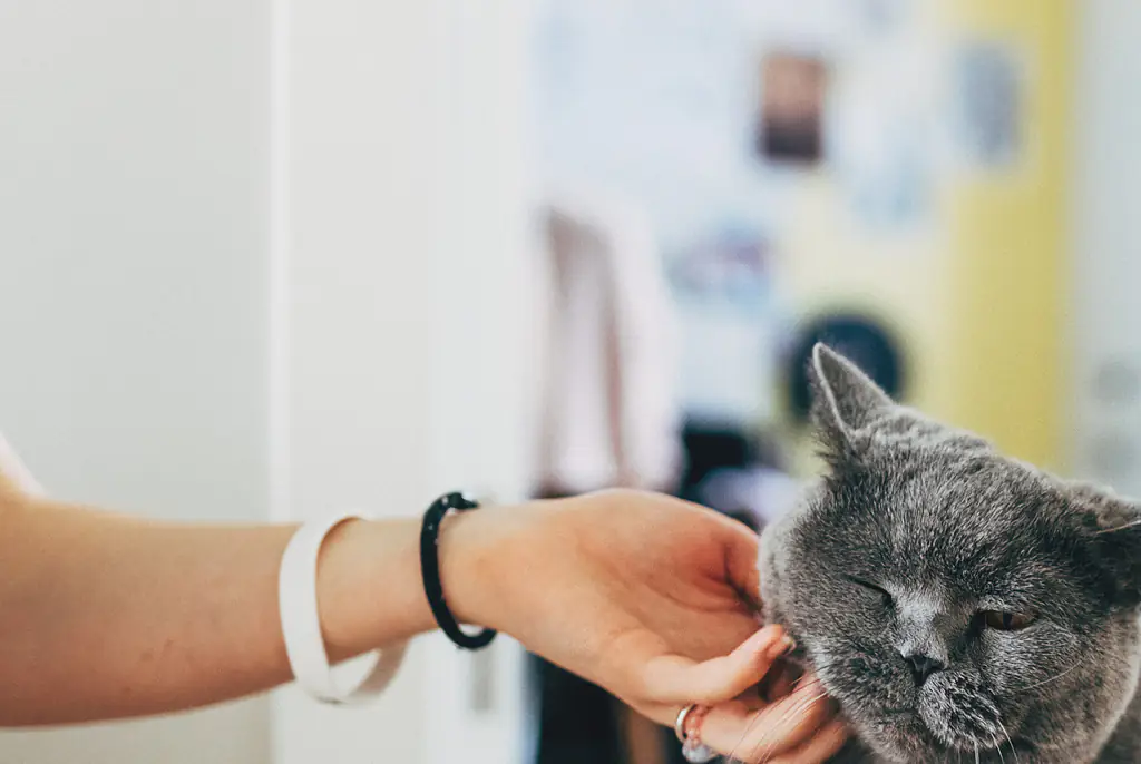 A doctor has warned that a common household product can kill your pet. Credit: Kseniya Ovchinnikova/Getty