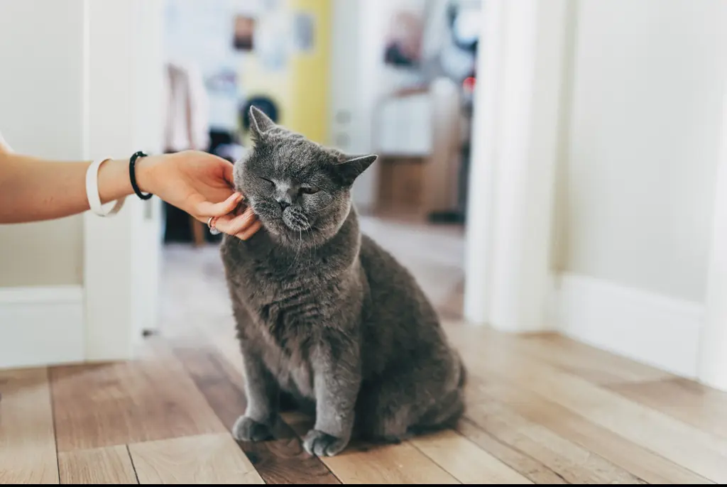 A doctor has warned that a common household product can kill your pet. Credit: Kseniya Ovchinnikova/Getty