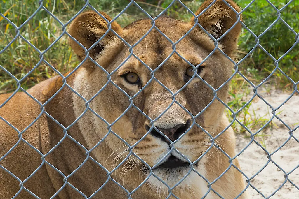 A 19-year-old man died after climbing into a lioness enclosure in Brazil. Credit: ImageBROKER/Perry Mastrovito / Getty