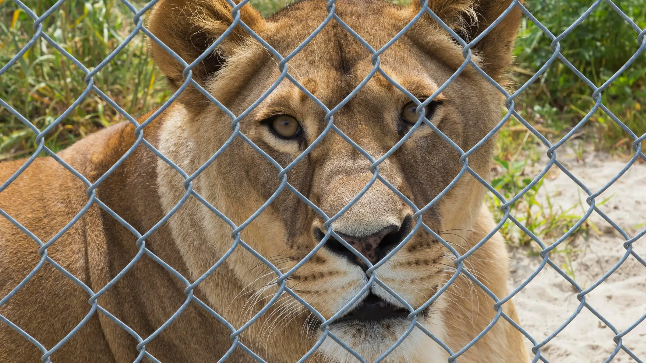 Video shows moment 19-year-old climbs into lion enclosure and is mauled to death in front of horrified visitors