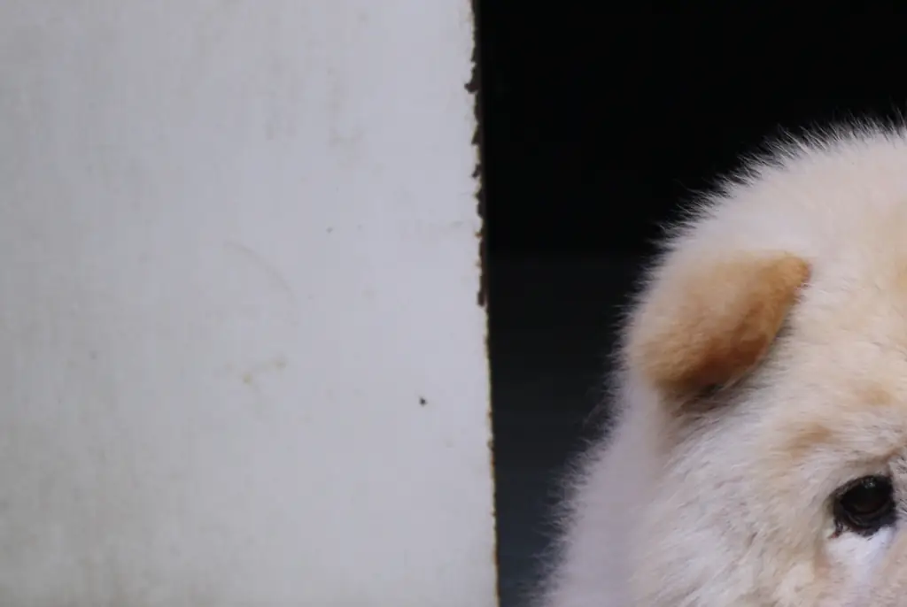 The zoo admitted to painting Chow Chow dogs in black and white to act like Pandas. Credit: Dhanny Kusnadi / 500px / Getty