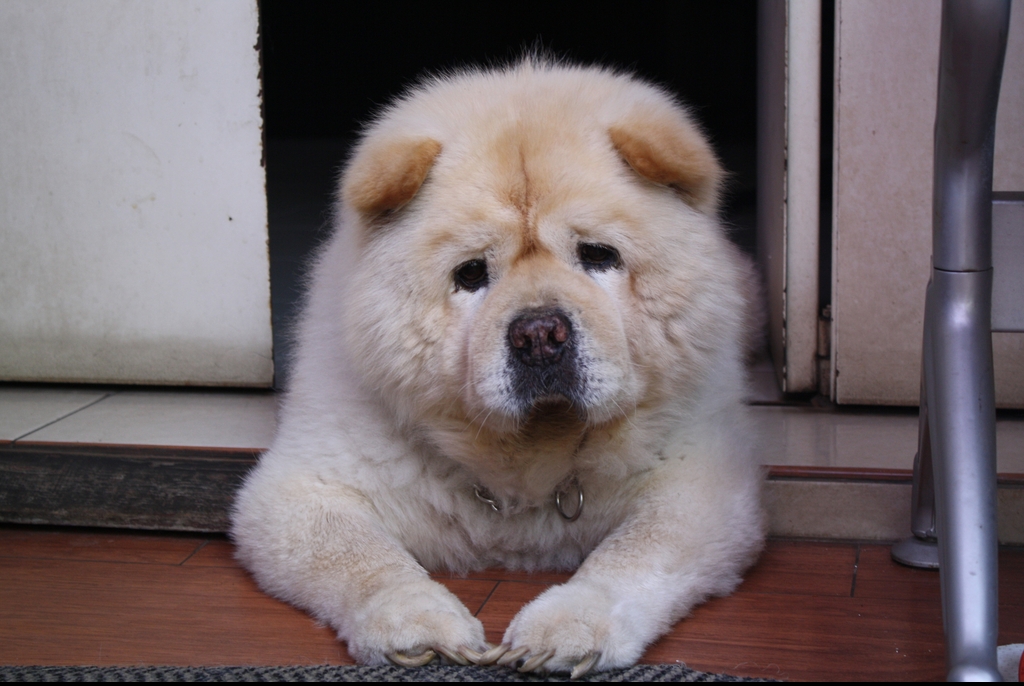 Chow Chow dog