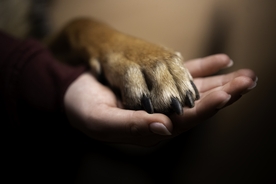 Woman who had her puppy euthanized sees him a year later and wants him back