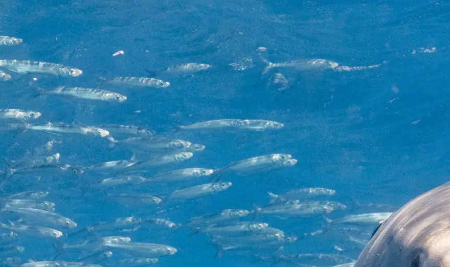 Horrifying shark attack caught on camera as surfer miraculously walks away unscathed