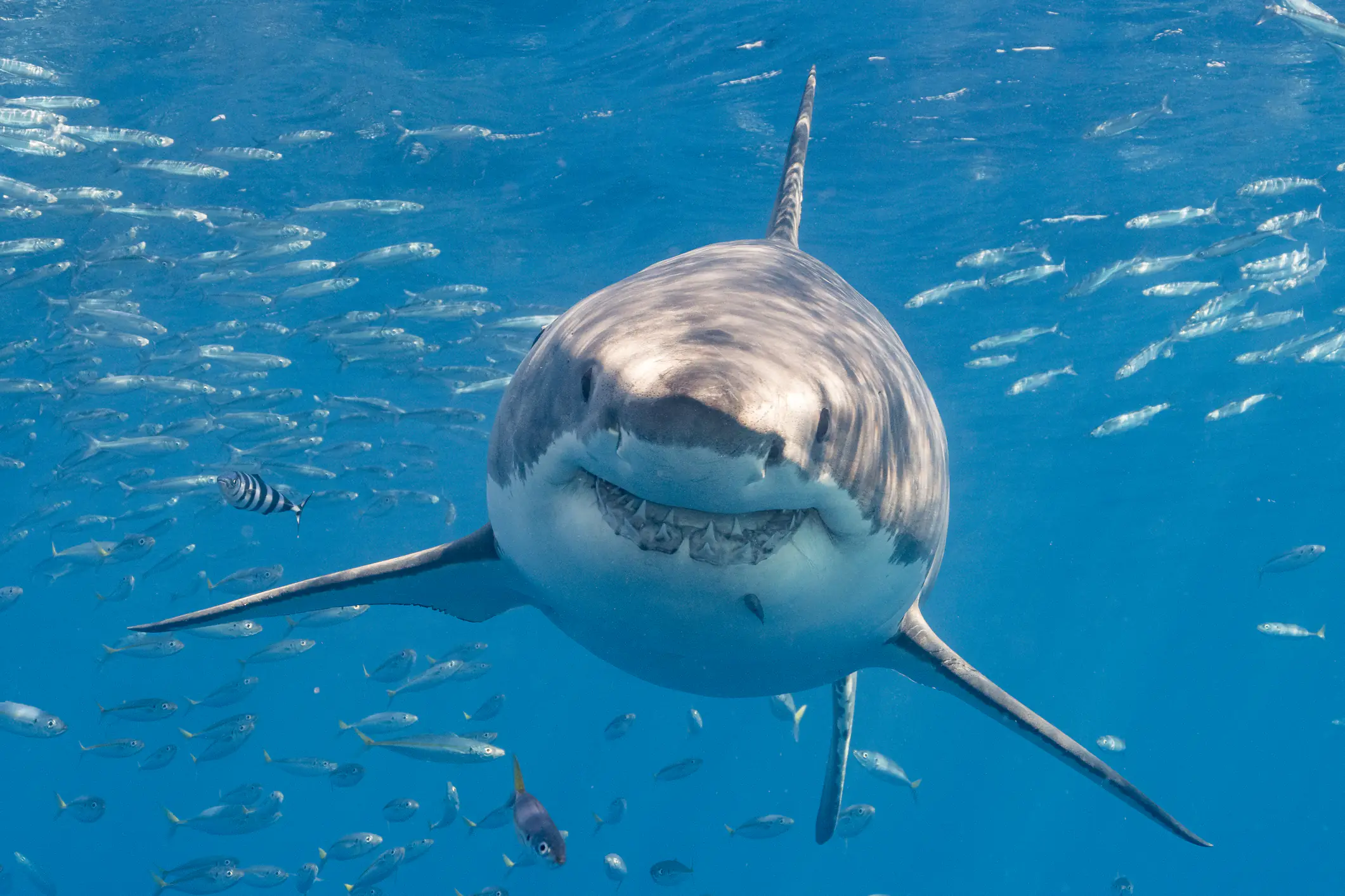Horrifying shark attack caught on camera as surfer miraculously walks away unscathed