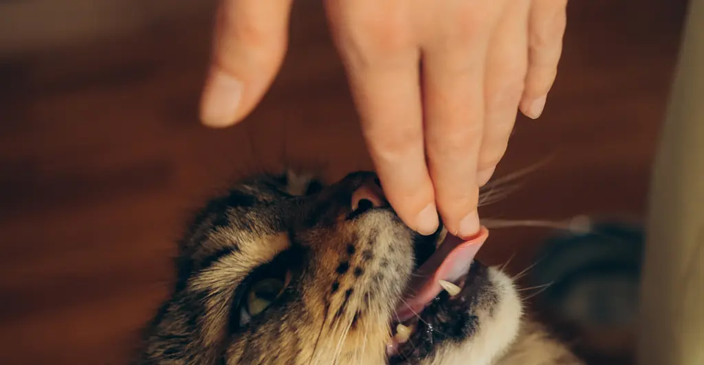 Doctor issues urgent warning over common hair product that could kill your dog or cat with one lick